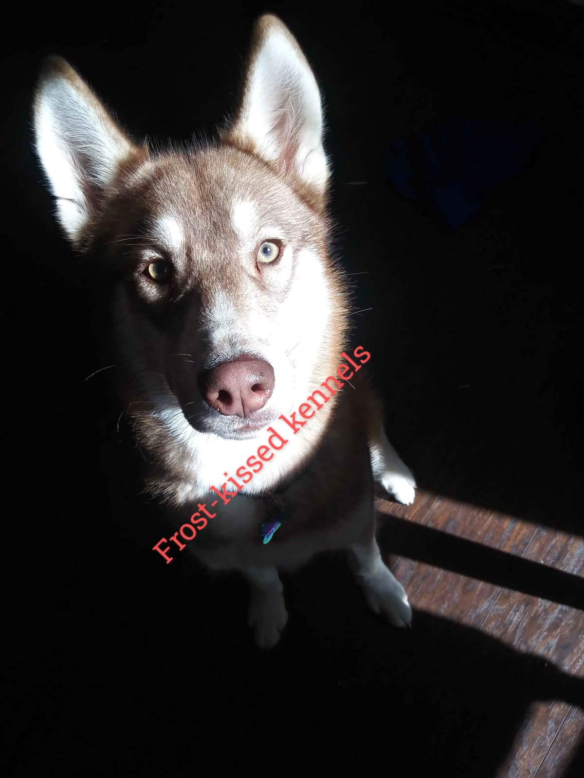 Siberian Husky Puppies breeder image 5