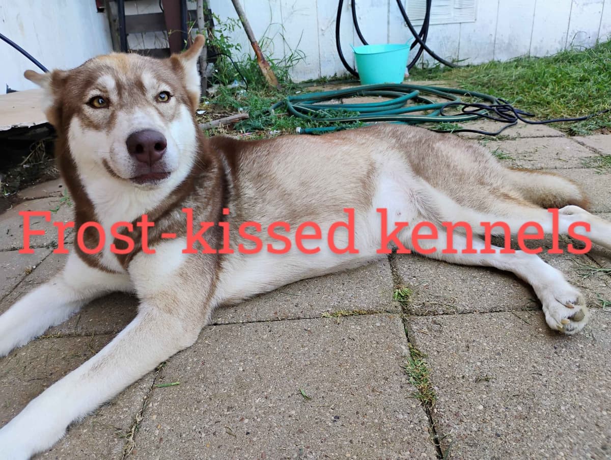 Siberian Husky Puppies breeder image 6