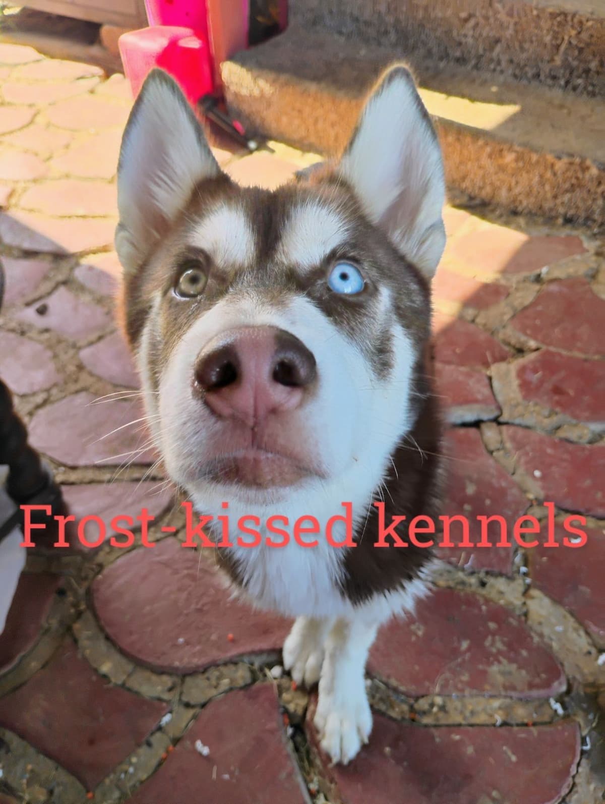 Siberian Husky Puppies breeder image 7