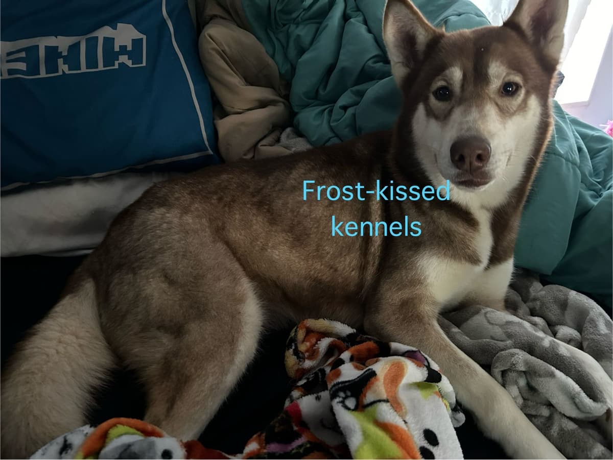Siberian Husky Puppies breeder image 3