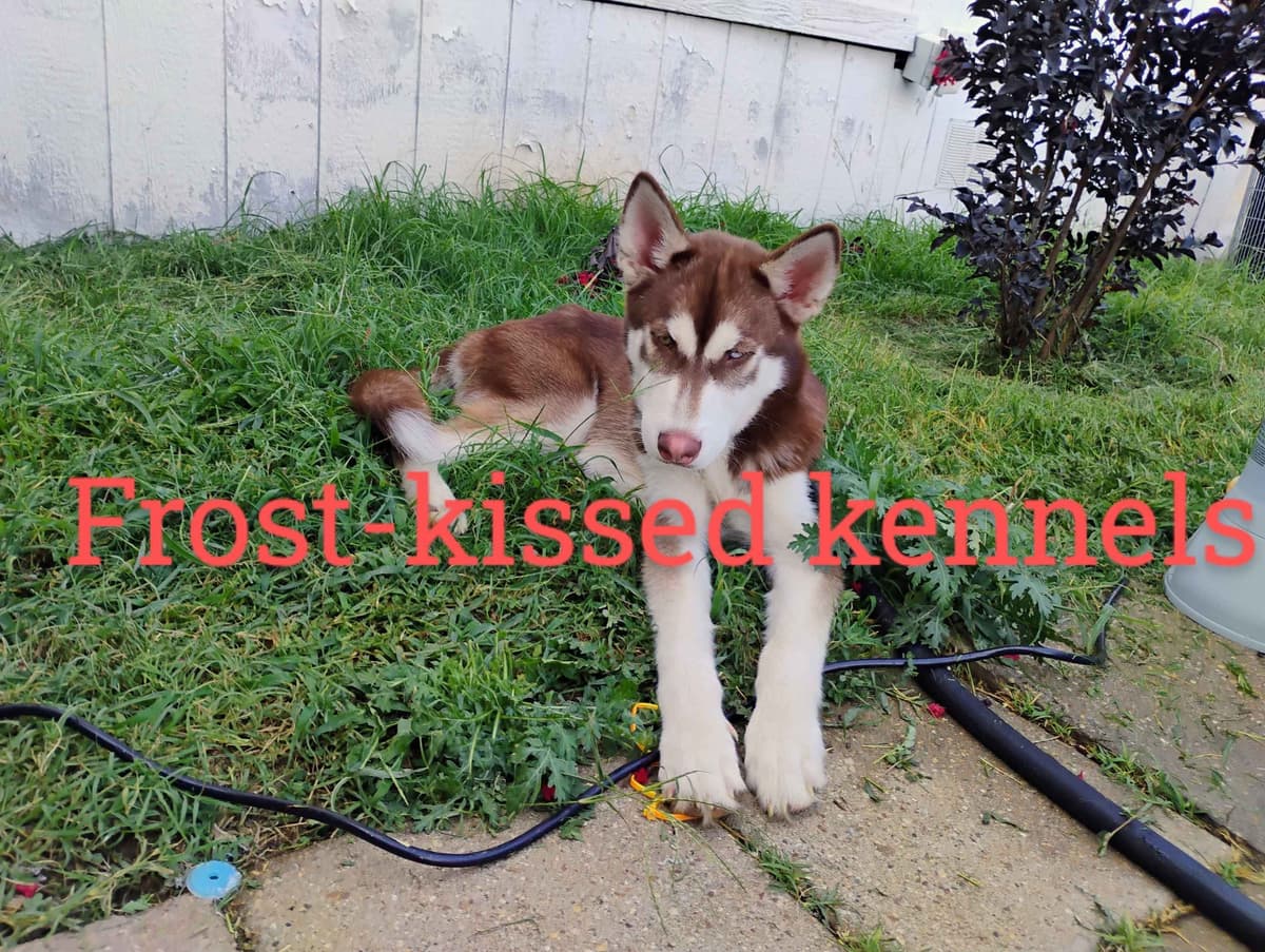 Siberian Husky Puppies breeder image 8