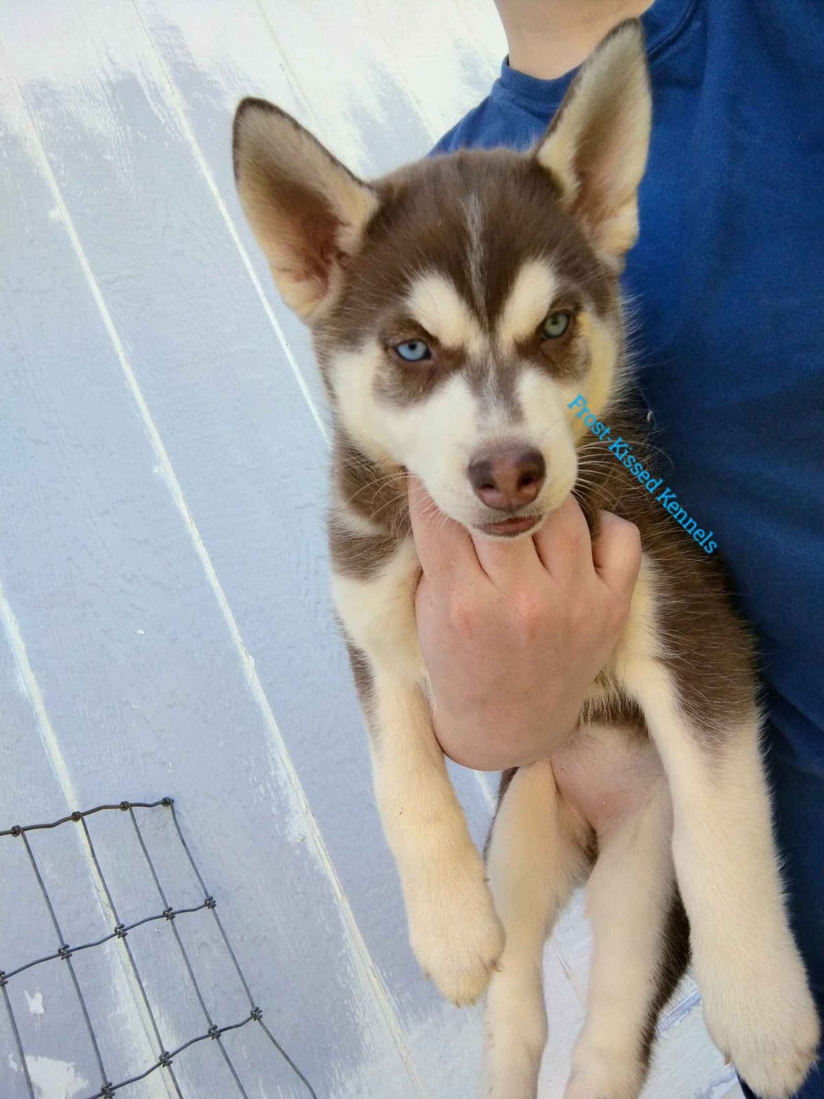 Siberian Husky Puppies breeder image 2