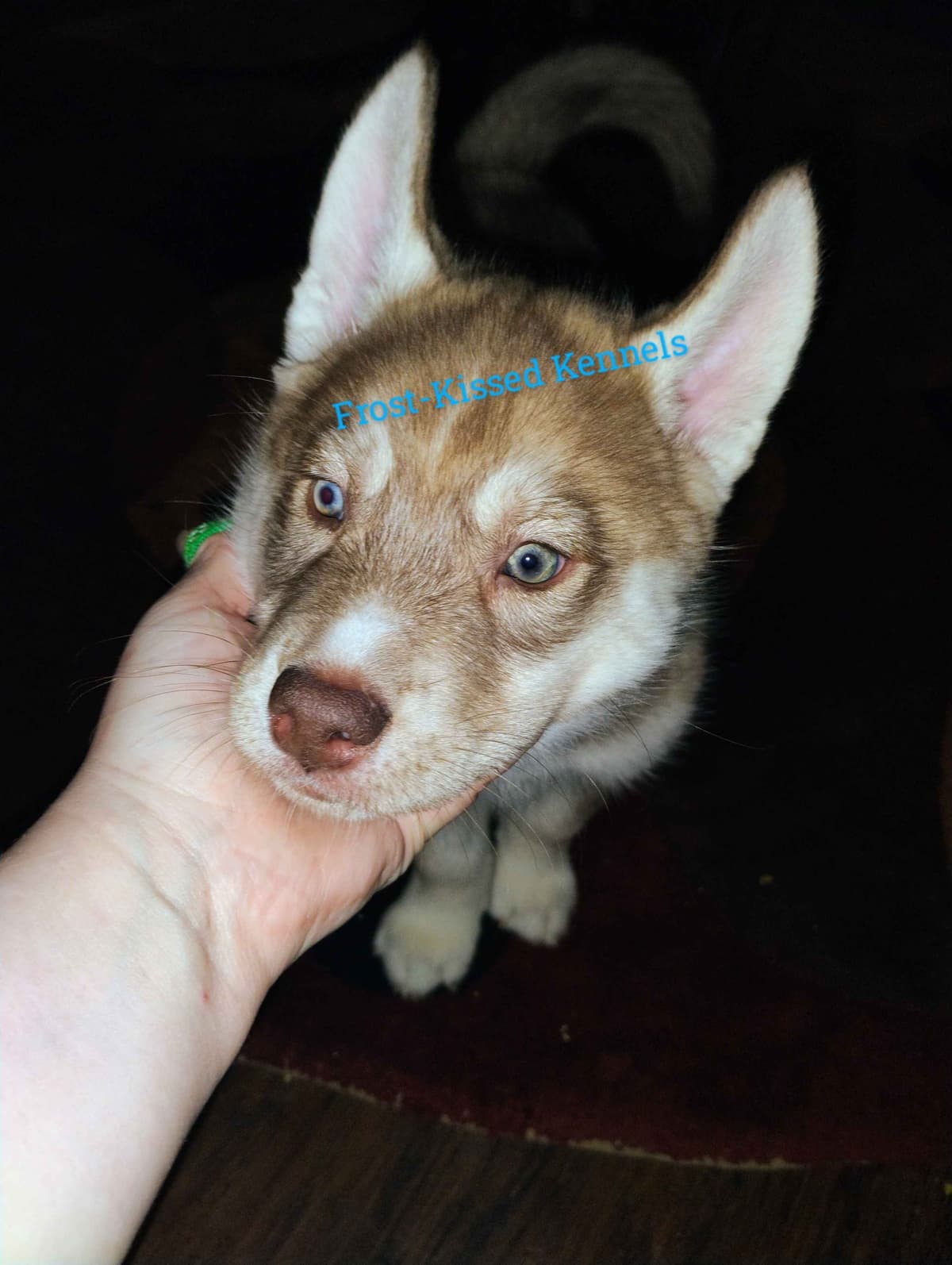 Siberian Husky Puppies breeder image 9