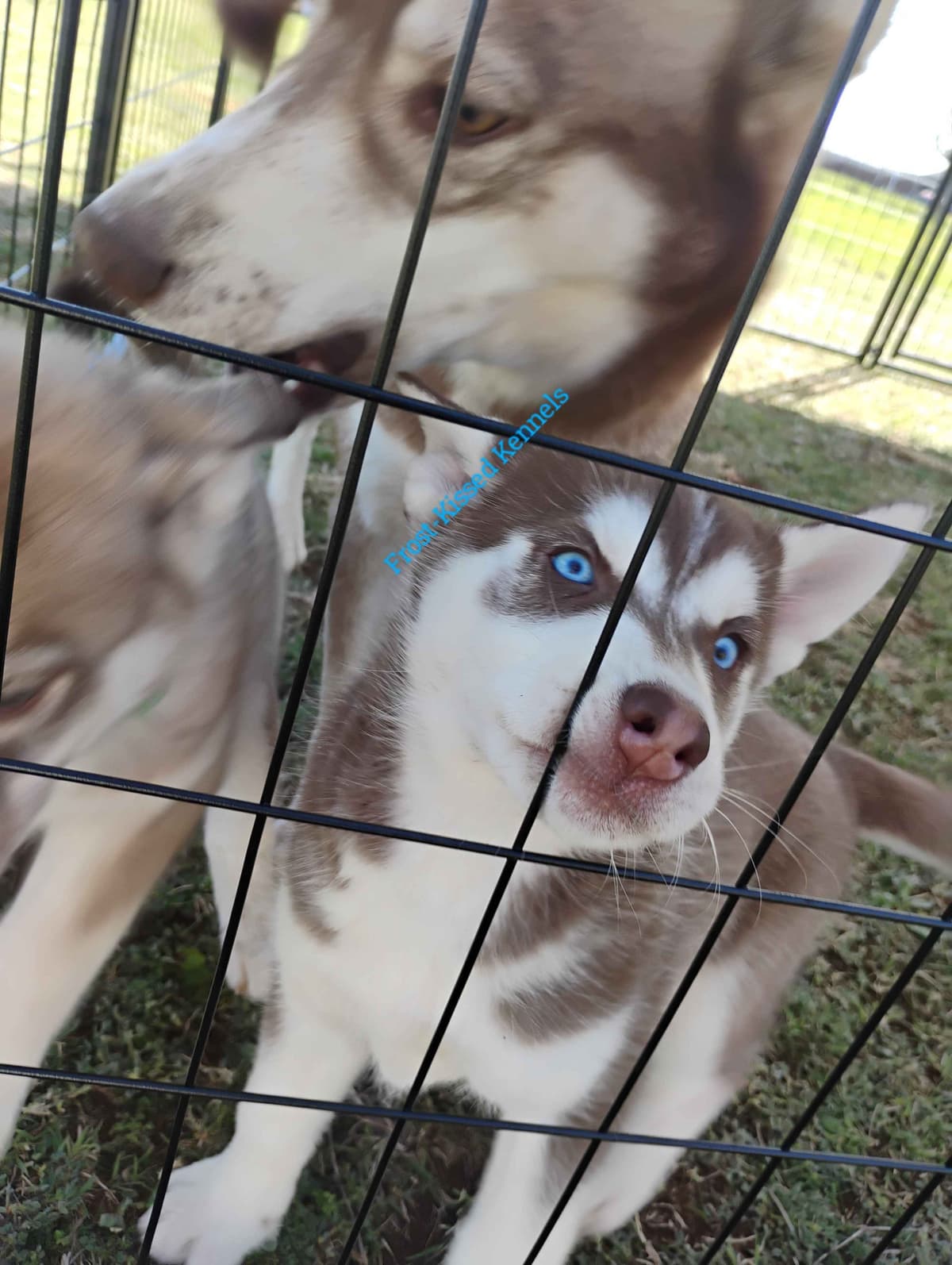 Siberian Husky Puppies breeder image 10