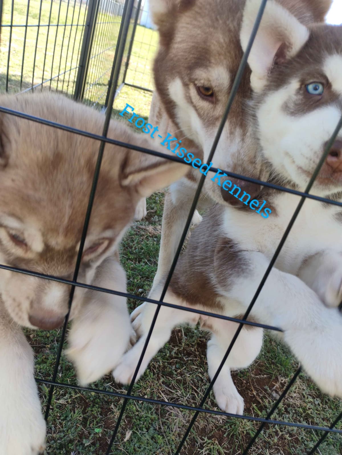 Siberian Husky Puppies breeder image 11
