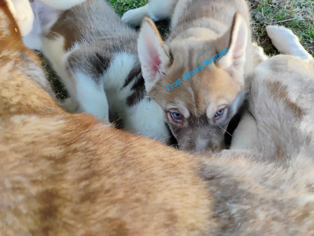 Siberian Husky Puppies breeder image 12