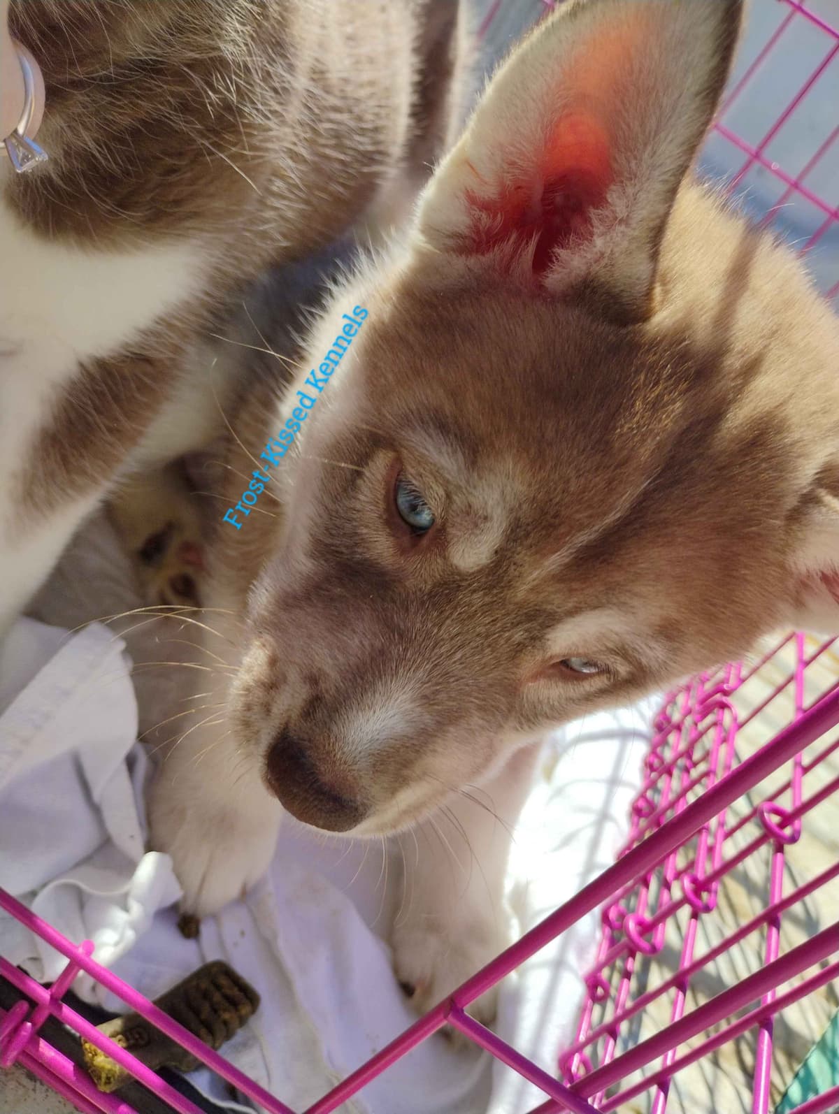 Siberian Husky Puppies breeder image 14