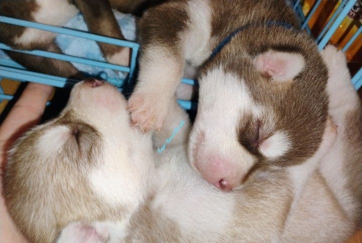 Siberian Husky Puppies breeder image 16