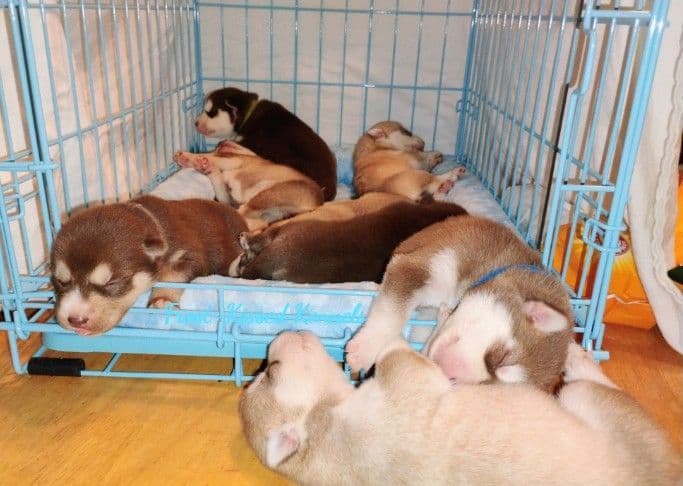 Siberian Husky Puppies breeder image 17