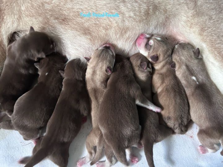 Siberian Husky Puppies breeder image 18