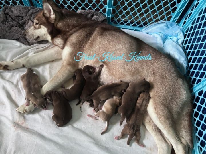 Siberian Husky Puppies breeder image 19