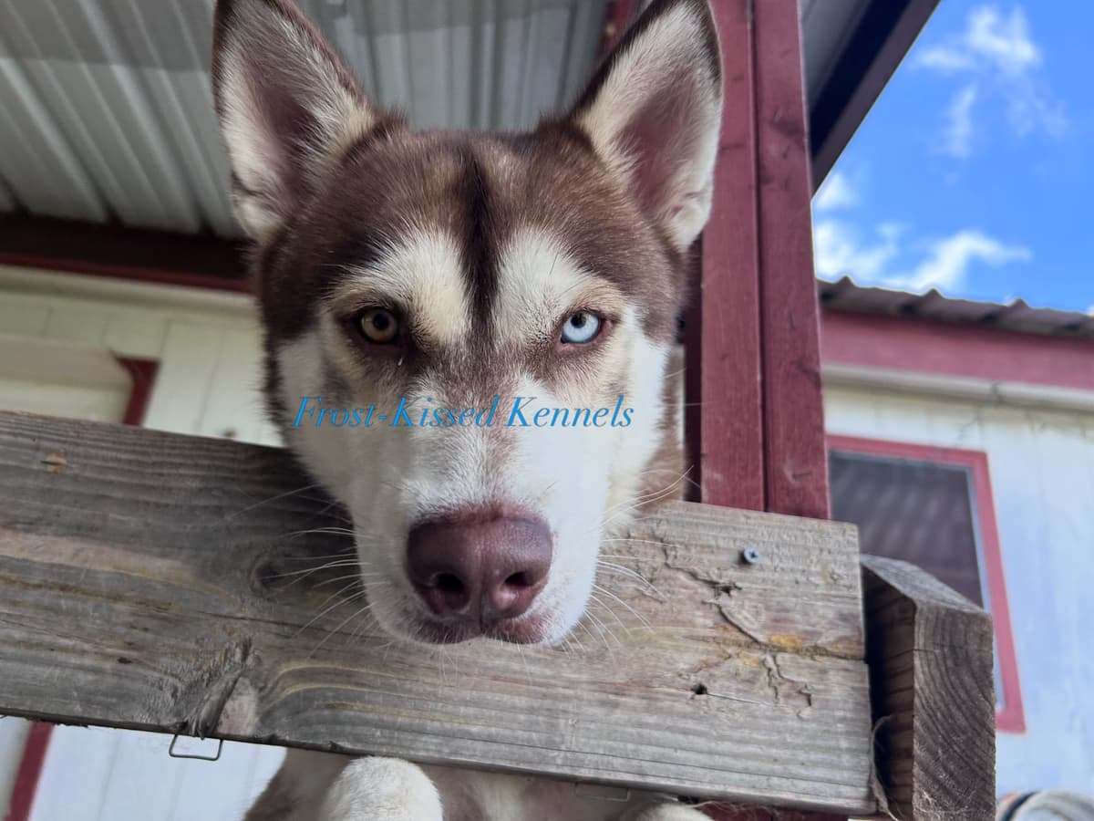 Siberian Husky Puppies breeder image 20