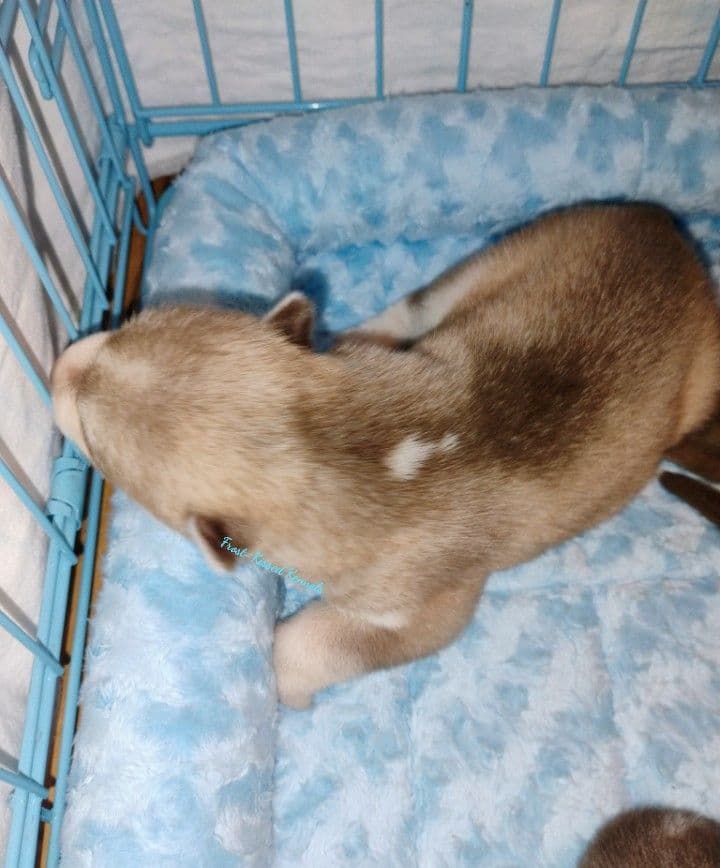 Siberian Husky Puppies breeder image 21
