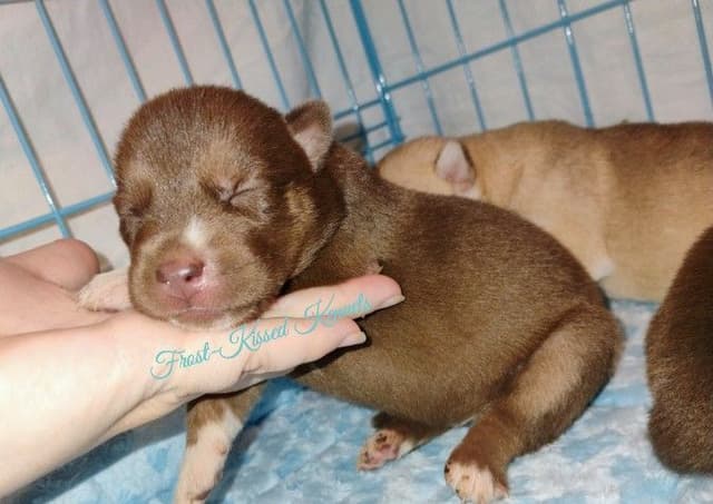 Siberian Husky Puppies media 2