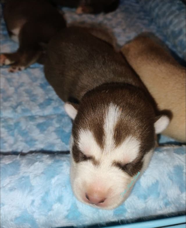 Siberian Husky Puppies media 3