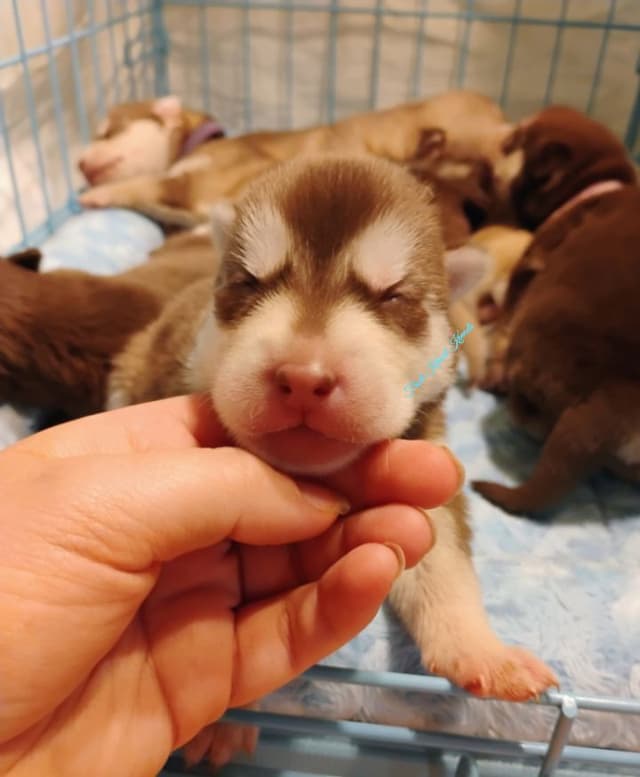 Siberian Husky Puppies media 4