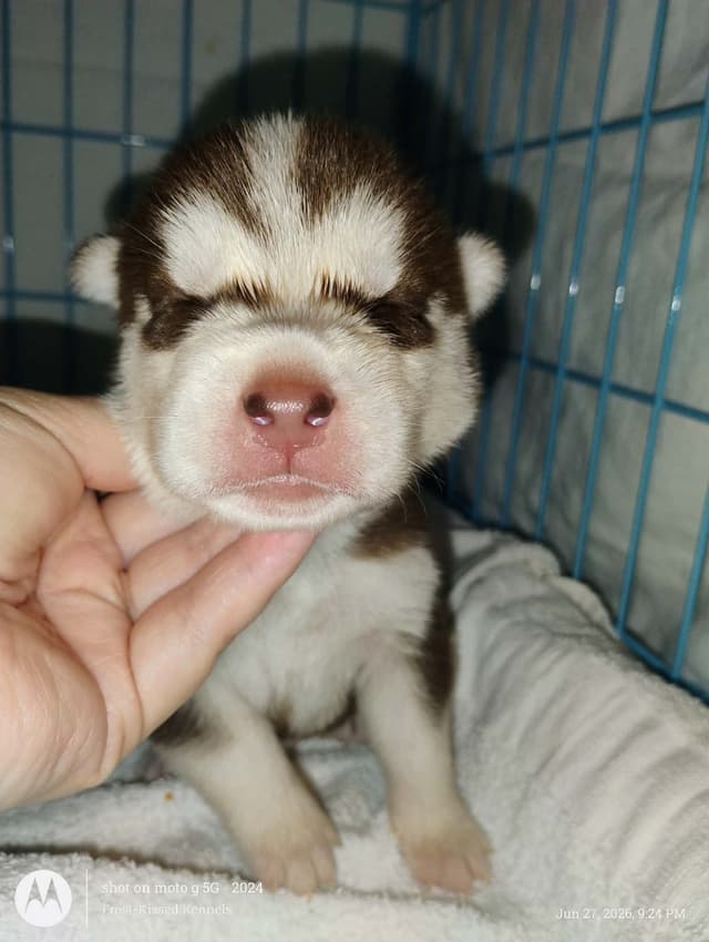 Siberian Husky Puppies media 6
