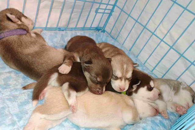 Siberian Husky Puppies media 5