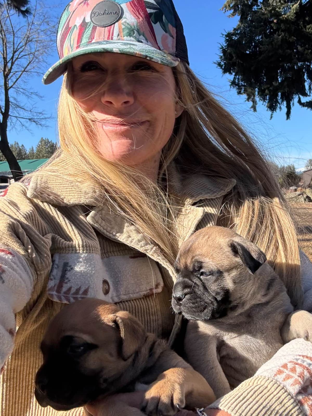 Bullmastiff Puppies breeder image 4