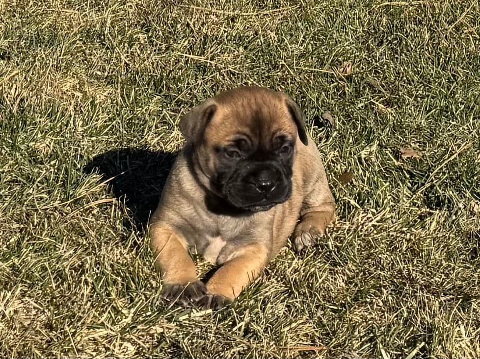 Bullmastiff Puppies breeder image 5