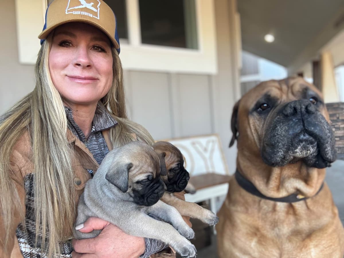 Bullmastiff Puppies breeder image 6
