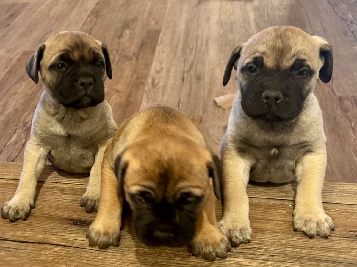 Bullmastiff Puppies breeder image 7