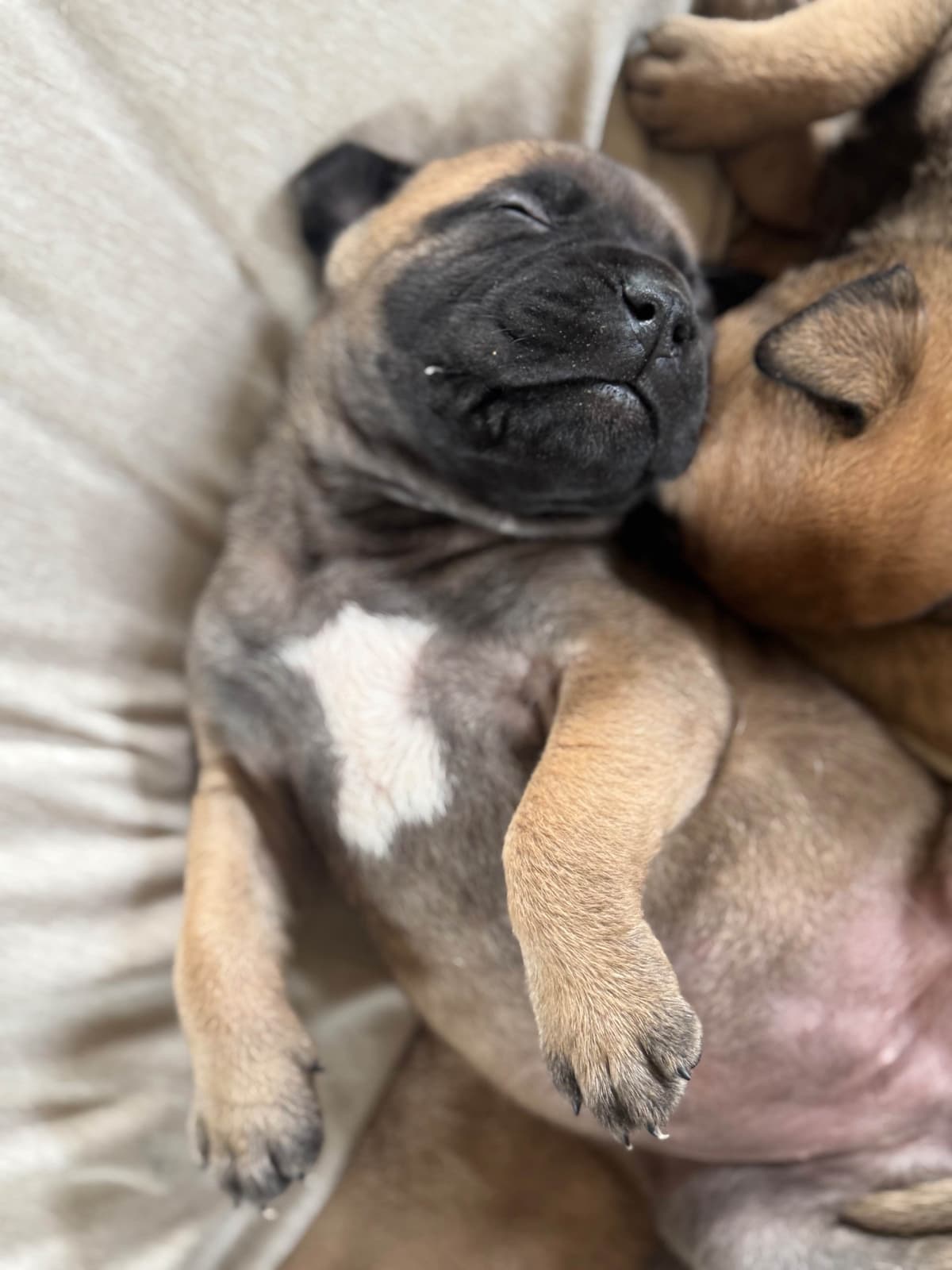 Bullmastiff Puppies breeder image 9