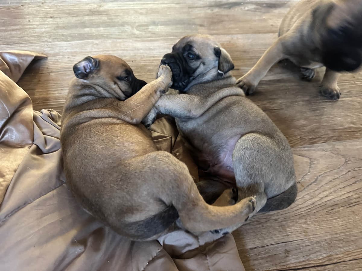 Bullmastiff Puppies breeder image 10