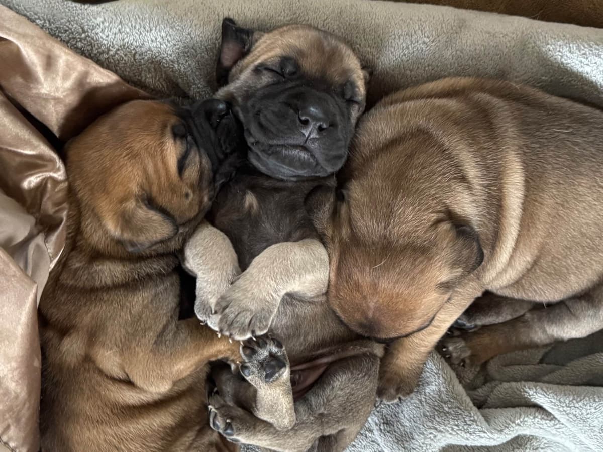 Bullmastiff Puppies breeder image 12