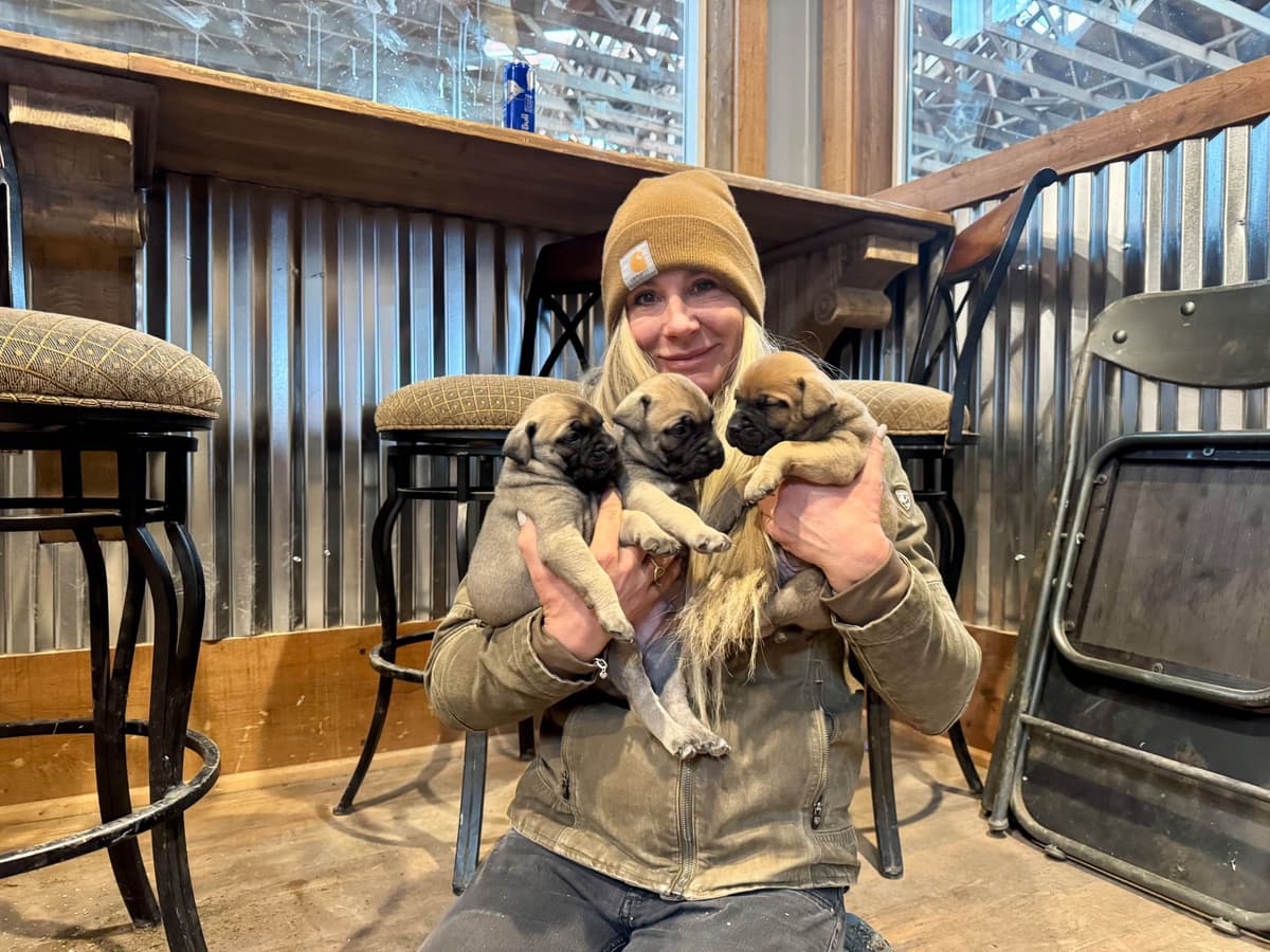 Bullmastiff Puppies breeder image 13