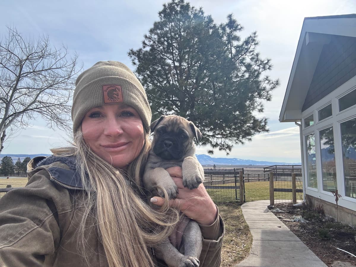 Bullmastiff Puppies breeder image 14