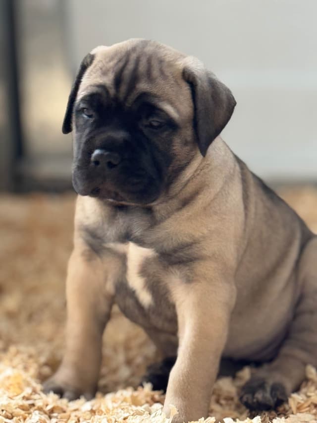 Bullmastiff Puppies media 2