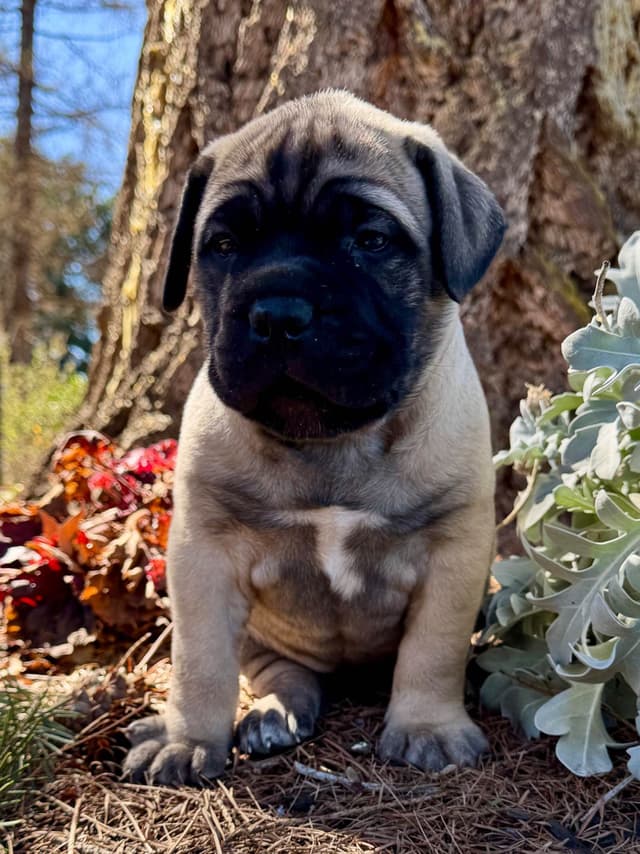 Bullmastiff Puppies media 3