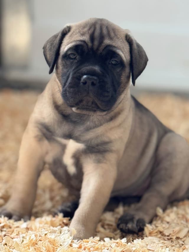 Bullmastiff Puppies media 4