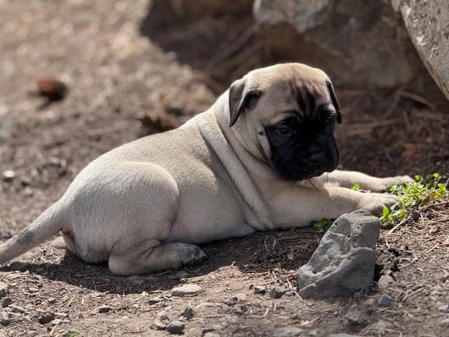 Bullmastiff Puppies media 5