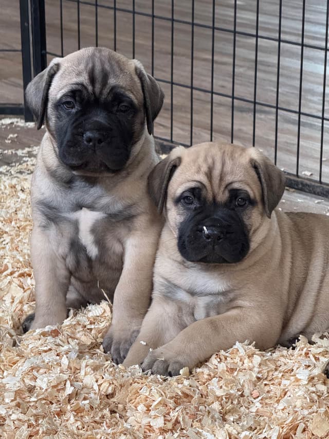 Bullmastiff Puppies media 6