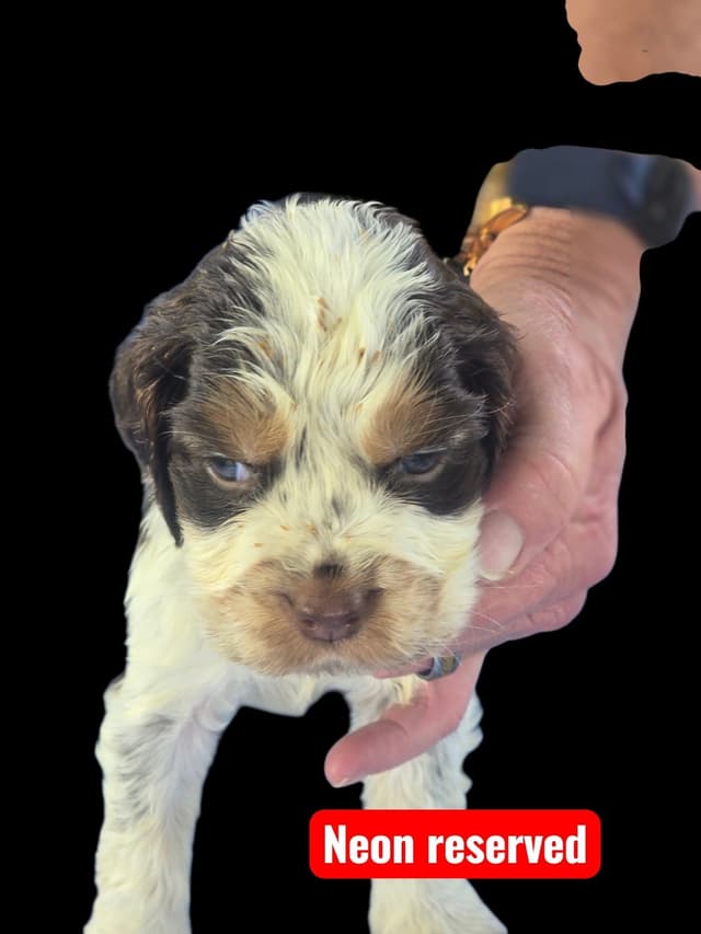 English Springer Spaniel Puppies media 2