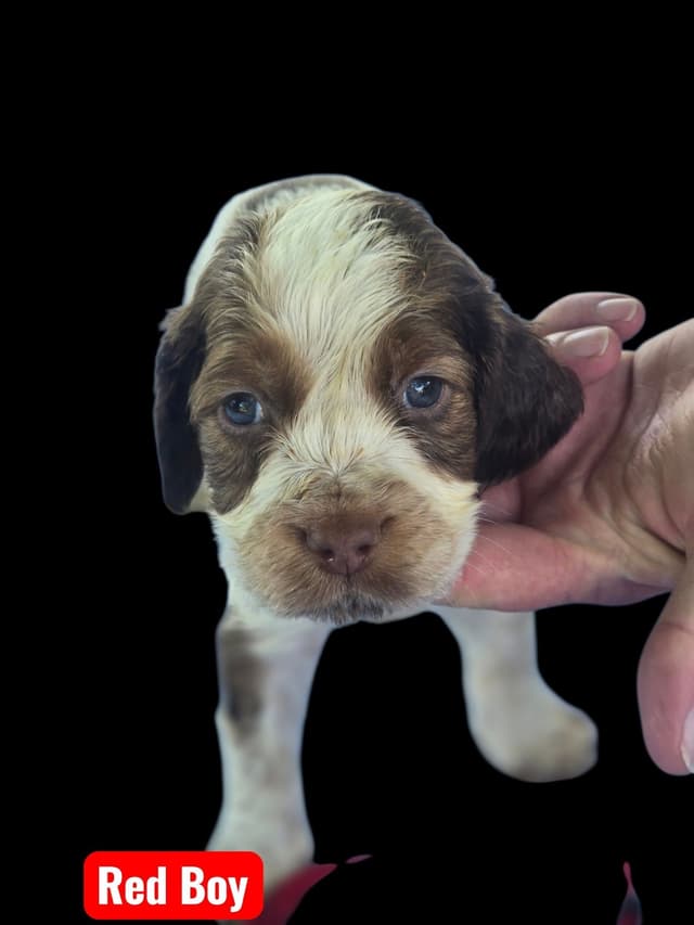 English Springer Spaniel Puppies media 3