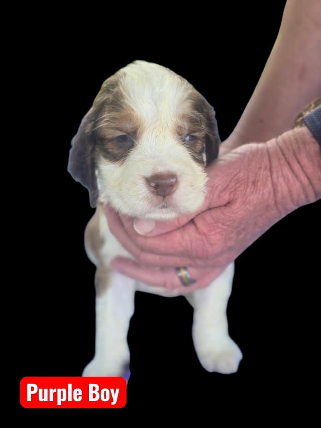 English Springer Spaniel Puppies media 4