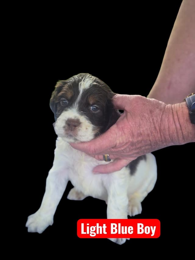 English Springer Spaniel Puppies media 5