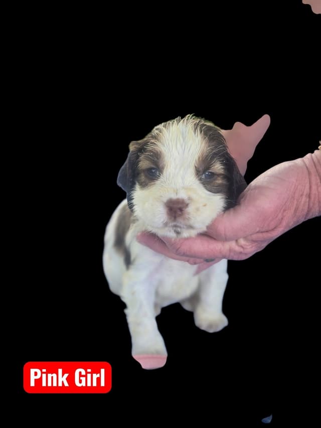 English Springer Spaniel Puppies media 6