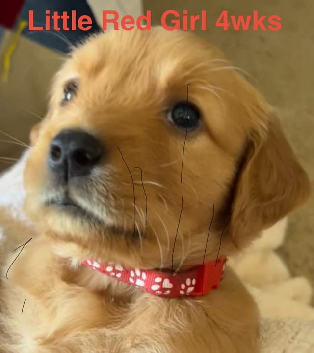 Golden Retriever Puppies media 8