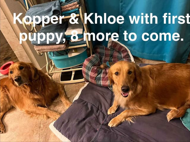 Golden Retriever Puppies media 3