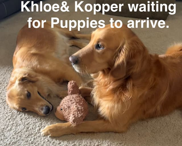 Golden Retriever Puppies media 2