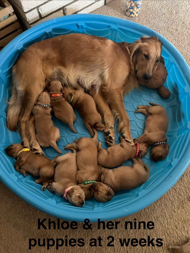 Golden Retriever Puppies media 4