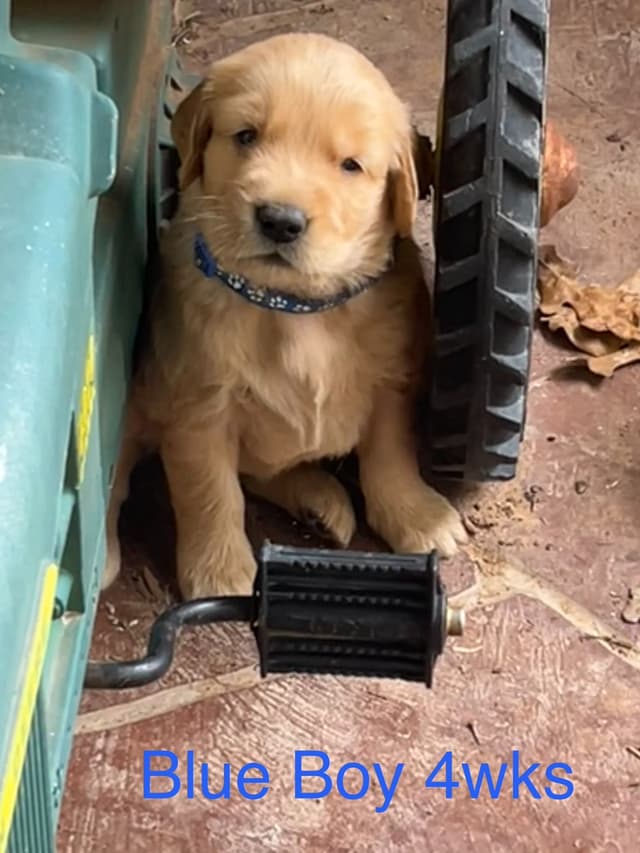 Golden Retriever Puppies media 5