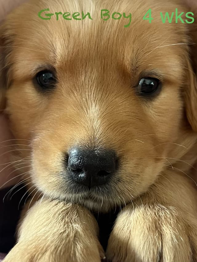 Golden Retriever Puppies media 7