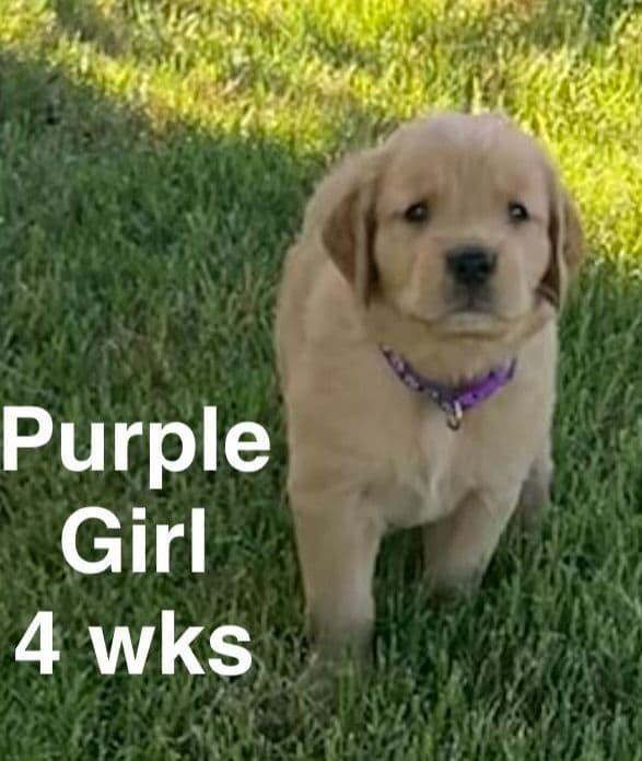 Golden Retriever Puppies media 6