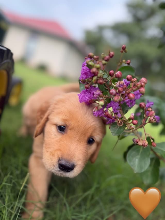 Golden Retriever Puppies media 9