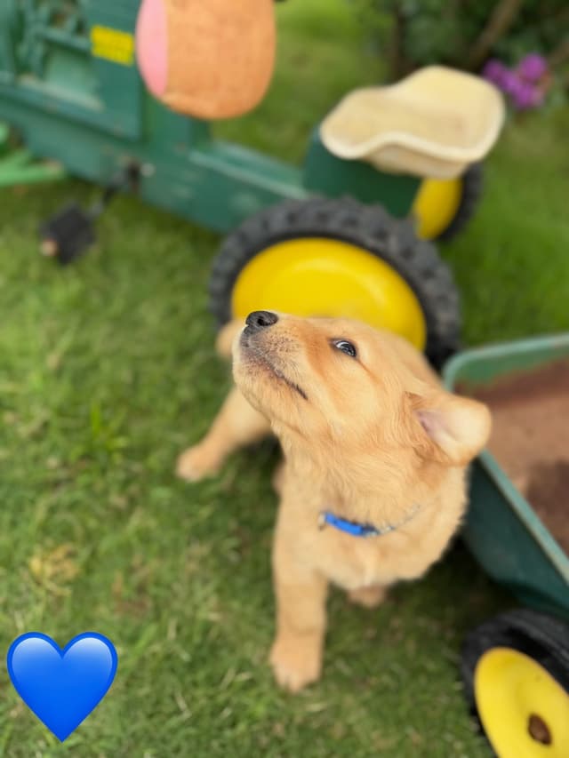 Golden Retriever Puppies media 11